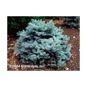  Colorado Blue Spruce Tree   One Gallon Pot: Patio, Lawn 