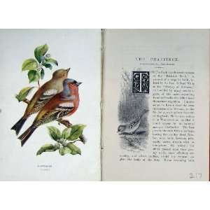    1901 Swaysland Wild Birds Chaffinch Bachelor Finch