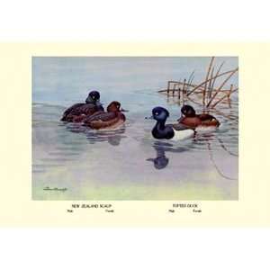  New Zealand Scaup and Tufted Ducks   12x18 Framed Print in 