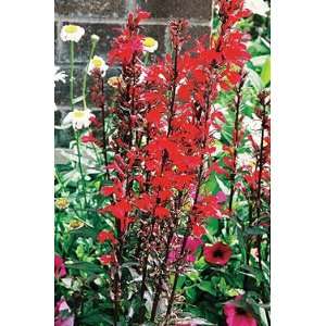   Deep Rose Cardinal Perennial 25 Plants   Lobelia: Patio, Lawn & Garden