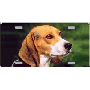 Beagle Dog Pet Novelty License Plates   Full Color Photography License 
