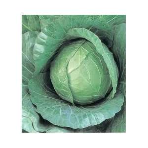  Copenhagen Market Cabbage Seed   5g Seed Packet: Patio 