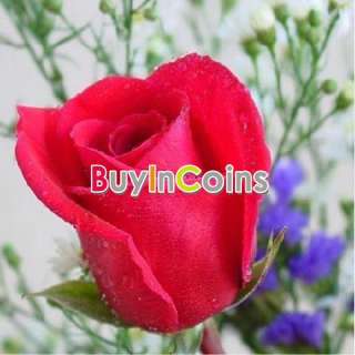 New Rose of Sharon Beautiful Red Rose Colors Flower 50 Seeds Home 