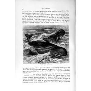  NATURAL HISTORY 1894 95 CETACEANS BLACKFISH PRINT