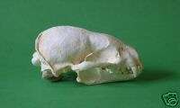 Honey Badger Ratel Skull Replica  