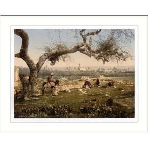  View from Southwest Lydda Holy Land (Israel), c. 1890s, (M 