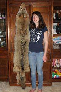 Huge XL Prime Coyote Pelt/Fur/Hide/Skin for Taxidermy/Education (fox 