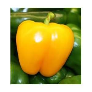  Peppers   Golden Cal Wonder Sweet and Bell Peppers Organic 