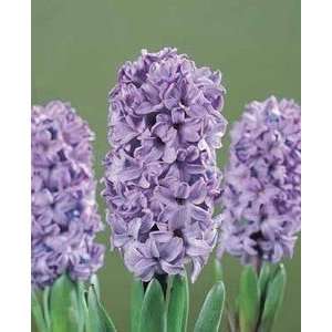  Hyacinth Blue Star 16 17 cm. 50 pack Patio, Lawn & Garden