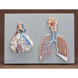  Altay(r) Human Respiratory System Model, 2 parts 