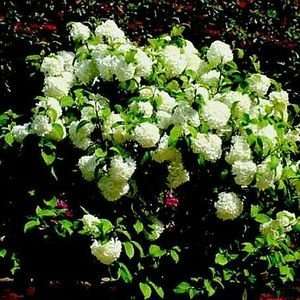  VIBURNUM NEWPORT DOUBLEFILE / 1 gallon Potted Patio 