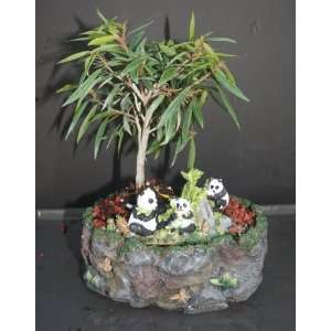 Nerifolia Bonsai in a Panda Pot  Grocery & Gourmet Food