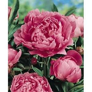  Peony   Dr. Alex Fleming: Patio, Lawn & Garden