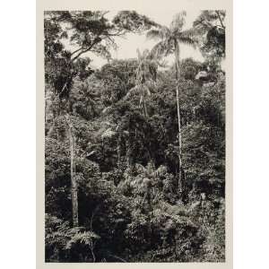  1931 Rainforest Virgin Forest Landscape Palms Brazil 