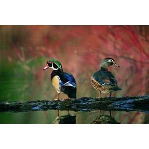   Geographic Wood Ducks by Robert McCaw 1,000 Piece Puzzle: Toys & Games