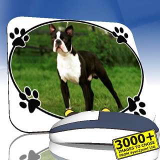 Boston Terrier