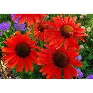  CONEFLOWER HOT LAVA / 1 gallon Potted Patio, Lawn 