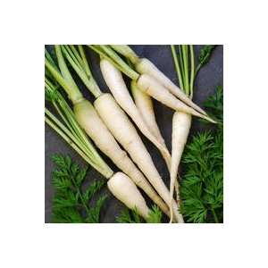  Carrot Lunar White Great Heirloom Vegetable 100 Seeds 