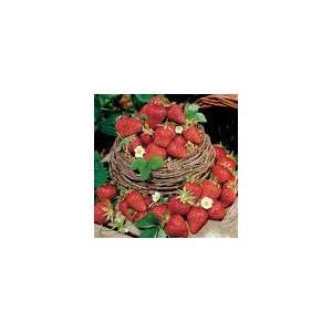  Strawberry Tristar Plant: Patio, Lawn & Garden