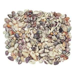  Mini Beach Natural Shells shell fetti (Set of 6)   by 