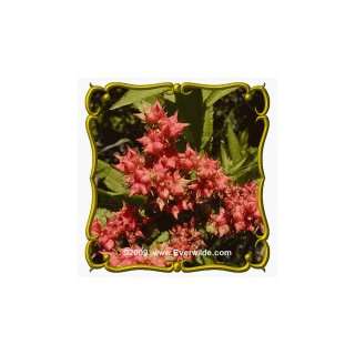  1 Oz Ditch Stonecrop (Penthorum sedoides) Bulk Wildflower 