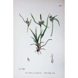   : Botany Plants C1902 Yellow Sedge Carex Lepidocarpa: Home & Kitchen