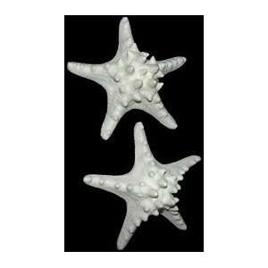  RARE White Knobby Starfish Sea Star 