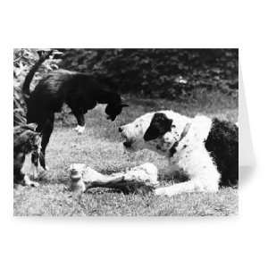  Cats and Dogs   Greeting Card (Pack of 2)   7x5 inch 
