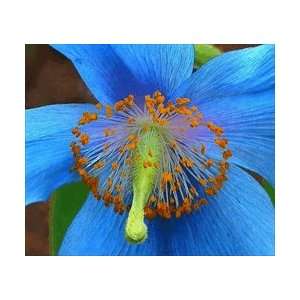  10 Seeds, Poppy Blue Himalayan (Meconopsis betonicifolia 