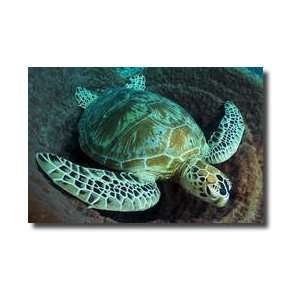  Green Sea Turtle Chelonia Mydas Sipadan Island Sabah 