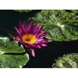 Water Lily Blossom and Pads on a Chicago Botanic Garden Pool 