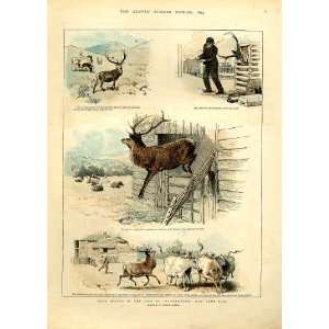   Our Tame Stag Old Prints Red Deer 1893 Comic: Home & Kitchen