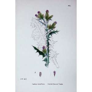 Sowerby Plants C1902 Slender Flowered Thistle Carduus  