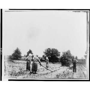  Three women,one man hoeing in field
