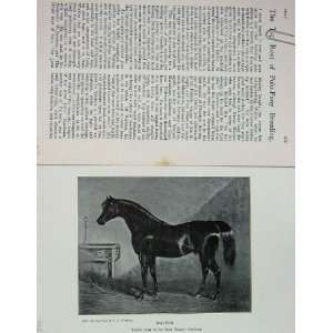   1904 Antique Portrait Walton Horse Peter Teazle Polo