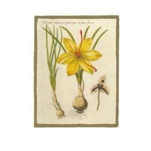  Crocus sativus florens, Botanical Art Note Card by Robert 