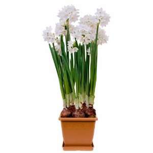  Potted Paperwhite Ziva 5 Bulbs Patio, Lawn & Garden