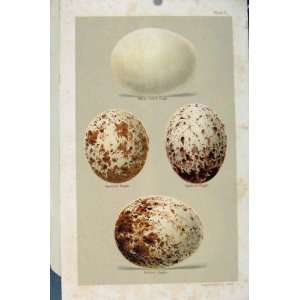  Plate 2 Bird Eggs Seebohm Eagle White Tailed Spotted: Home 