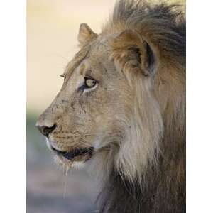 Lion, Kgalagadi Transfrontier Park, Northern Cape, South 