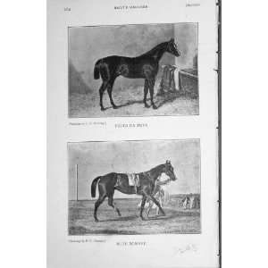   : 1907 Antique Print Horses Filho Da Puta Blu Bonnet: Home & Kitchen