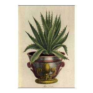  Potted Cacti Poster Print