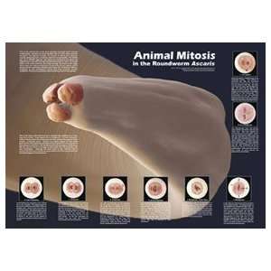   Educational Products Poster; Animal Mitosis Industrial & Scientific