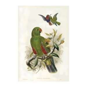    Gould Parrots I   Poster by John Gould (18.375x24)