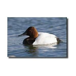   Canvasback Duck Kent Narrows Maryland Giclee Print