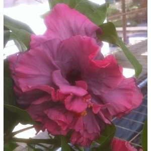  Cajun Hibiscus Bayou Rose  1 Gallon Patio, Lawn 