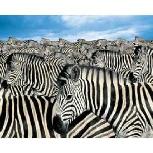  Springbok Zebra Herd 2000 Piece Jigsaw Puzzle Toys 