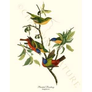  Bird Prints Painted Bunting