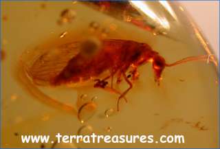 A101 DR8115 Superb Super Rare Lacewing Dominican Amber  