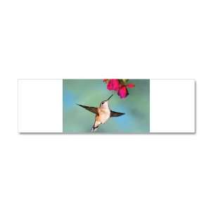  42 x 14 Wall Vinyl Sticker Black Chinned Hummingbird 