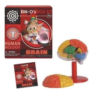 EIN Os Human Brain Box Kit  Industrial & Scientific
